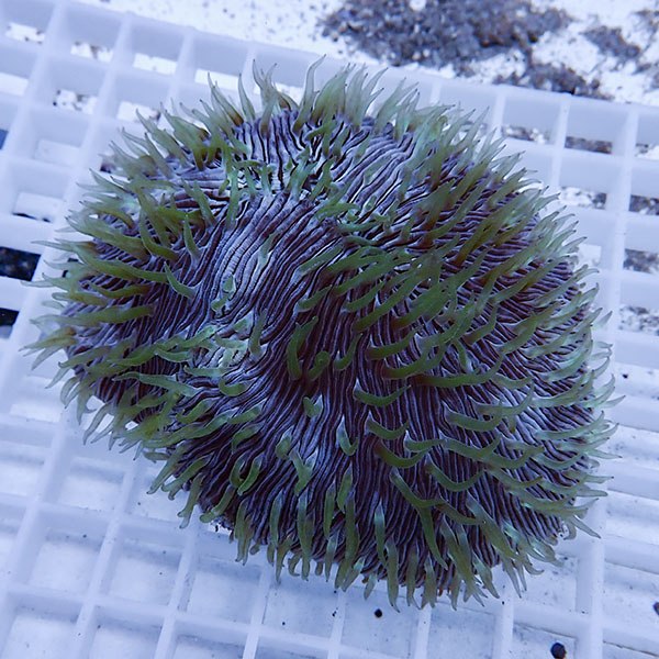 【サンゴ現物8】クサビライシ !15時までのご注文で当日発送 【サンゴ】(t222