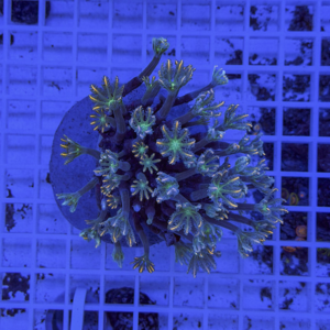 Branching coral frag with extended polyps mounted on a plug under blue aquarium lighting
