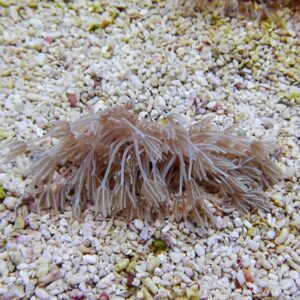 Brown sea anemone with long, feathery tentacles resting on a gravel seabed.