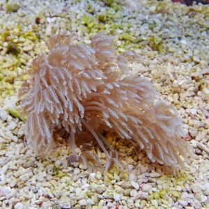 Feathery pink soft coral with delicate polyps spread over a gravelly seabed.