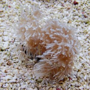 Soft pink coral or sea anemone with feathery polyps on a pebbled seabed