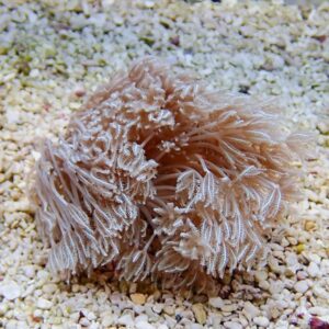 Beige feathery sea anemone or coral with many delicate tentacles resting on a gravelly seabed
