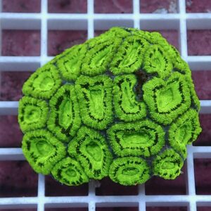 Neon green, brain-like coral fragment resting on a white grid background.