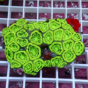 Neon green zoanthid coral with circular polyps resting on a white grid in an aquarium setting