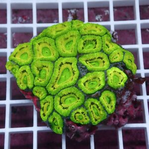 Close-up of a bright green brain coral fragment with circular patterned polyps on a white grid background.