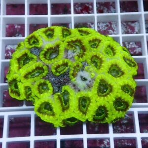 Neon yellow coral colony with circular cup-shaped polyps resting on a white grid surface