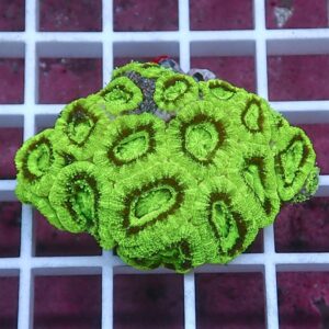 Neon green coral colony with circular ringed polyps on a white grid background, close-up view.