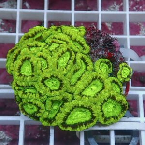 Neon-green brain coral colony with wrinkled, circular patterns on a white grid surface.