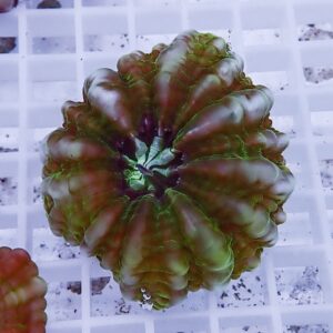 Top-down view of a large, ribbed green-to-red squash resting on a white grid surface.