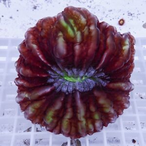 irm-b-1777 - AQUAGIFT 用品ショップ Close-up of a large, deep red ruffled flower with a green center resting on a white grid surface.