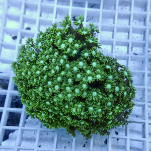 Close-up of a bright green zoanthid coral with numerous small polyps on a light grid background.