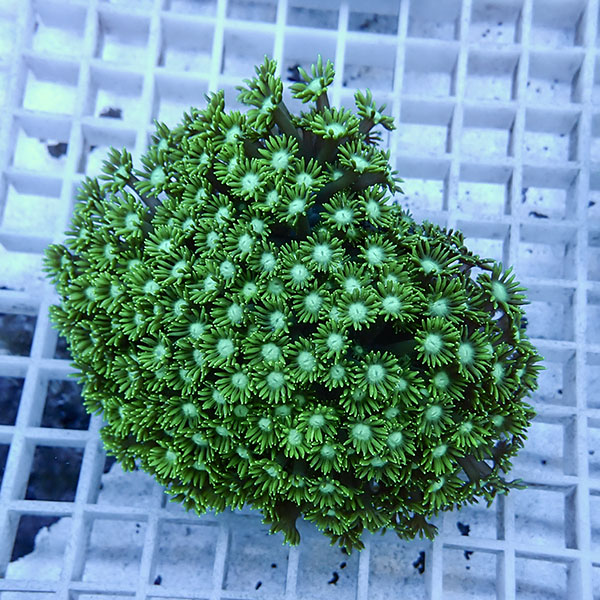 【サンゴ現物12】ハナガササンゴ!15時までのご注文で当日発送【サンゴ】(t140