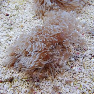 Feathery pinkish-beige soft coral with many polyps spread over a grainy seabed.