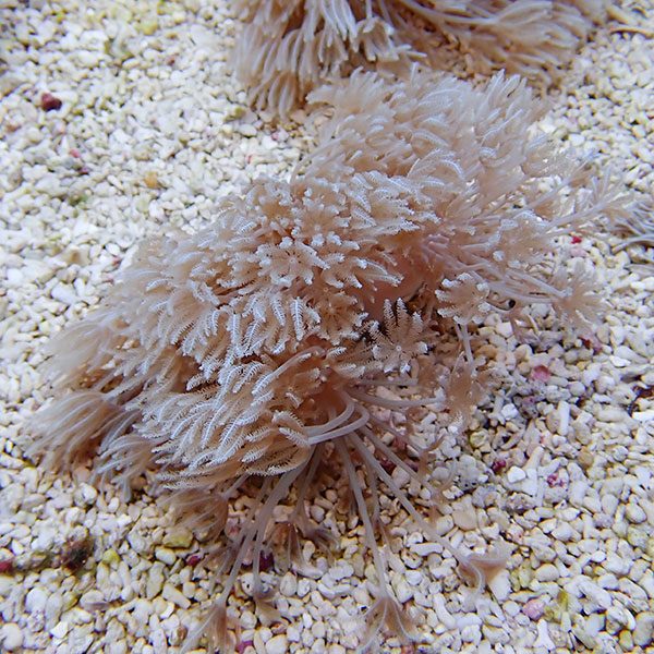 【サンゴ現物22】沖縄産シロスジウミアザミ 11-11cm±!15時までのご注文で当日発送 【サンゴ】(t148