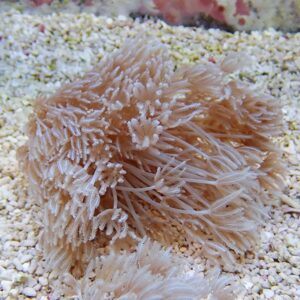 Beige sea anemone with feathery tentacles spread over light sand in an aquarium or reef setting