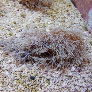 Pale sea anemone or soft coral with numerous feathery tentacles on a gravel substrate.