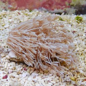 Soft pink sea anemone with many feathery translucent tentacles resting on a pebbly seabed.