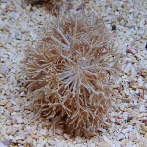 Beige soft coral with feathery polyps on a sandy seabed.