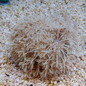 Round, beige coral-like plant with feathery, branching polyps resting on small gravel grains.