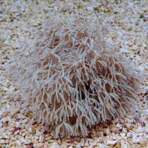 A small, feathery plant covered in frost sits on pebbled ground in winter.
