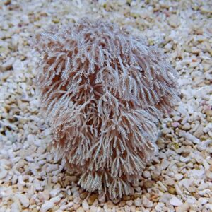 Frost-covered, pinkish coral-like sponge with feathery fronds on a pebbled beach surface.