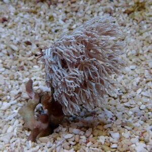 Frost-covered soft coral with feathery white tentacles on a sandy seabed