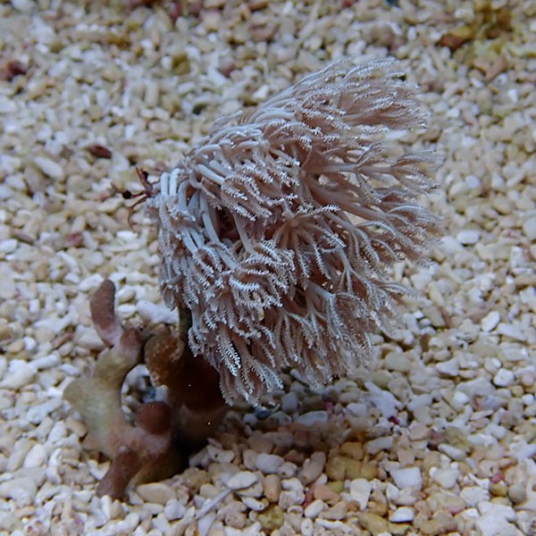 【サンゴ現物30】沖縄産シロスジウミアザミ 5-5cm±!15時までのご注文で当日発送 【サンゴ】(t148