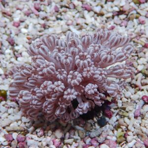 Pink coral‑like succulent with knobby, fingered fronds growing among small multicolored pebbles.