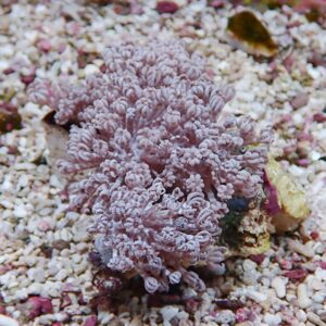 Pink lavender soft coral with feathery branches growing among white pebbles on a rocky seabed.