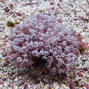 Purple branching coral-like plant with frosted tips resting on colorful gravel substrate