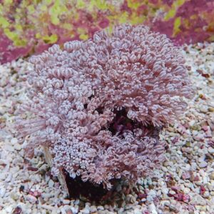 Pink-lilac soft coral with dense, feathery polyps in a gravel aquarium substrate.