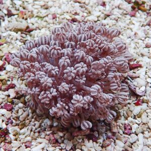 Purple-pink coral-shaped succulent with densely clustered rosettes on a rocky gravel surface