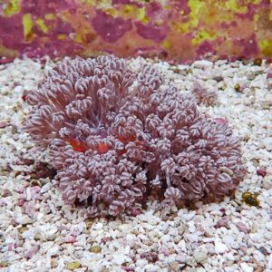 Purple coral with feathery polyps attached to white gravel in an aquarium setting.