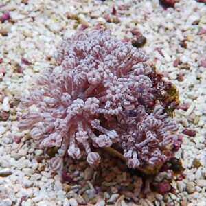 Pink-purple coral with many finger-like branches on a white pebbled seabed.