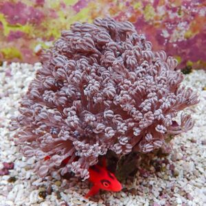 Red fish beside a large purple branching coral on a sandy seabed.