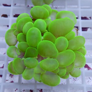 Cluster of bright green plump succulent leaves forming a dense ball on a white grid background.