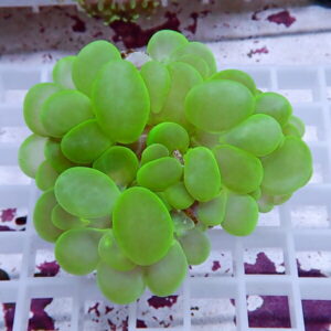 Cluster of bright green, rounded succulent leaves forming a dense ball on a stem.