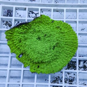 irm-b-1835 - AQUAGIFT 用品ショップ Bright green coral fragment with a brain-like, bumpy surface resting on a white grid rack.