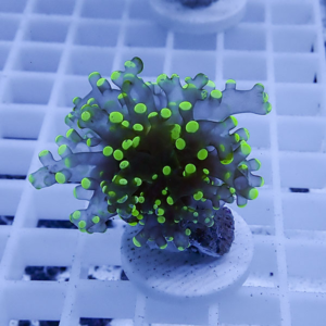 Neon-green tipped coral frag resting on a white plug on a grid background image framing the frag clearly on display.