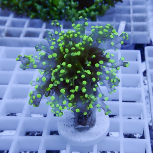 Close-up of a coral frag with bright green polyp tips mounted on a plug on a white grid rack.