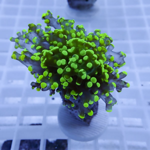 Close-up of a neon green coral fragment with many button-like polyps mounted on a small plug in an aquarium setting.