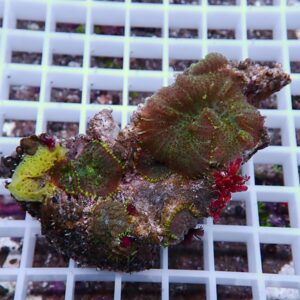 Colorful zoanthid coral colony on a rock fragment resting on a white grid panel.