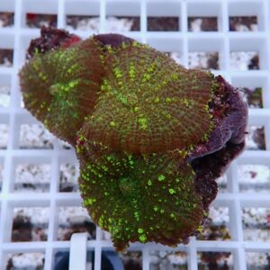 Frag rack host with a green-polyped coral fragment: lime-green polyps on a brown base ready for aquaculture.