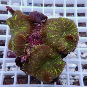 Close-up of a green-brown coral frag with bright neon-green polyps on a white grid rack.