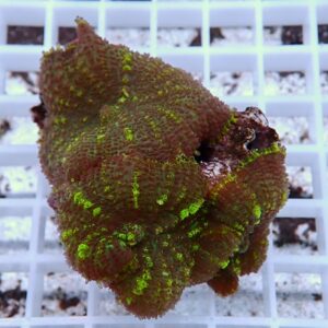 Brown coral fragment with bright green edges on a white frag rack (aquarium use).