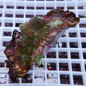 Close-up of a coral fragment with green and red-tinged leaves resting on a white plastic frag rack in an aquarium setting.
