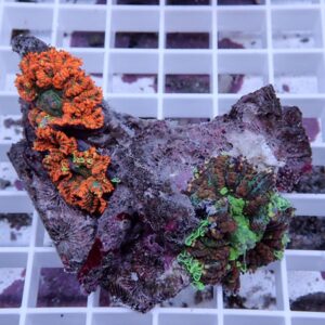 Bright reef coral frags in orange and neon green attached to a purple rock, resting on a white grid frag rack.