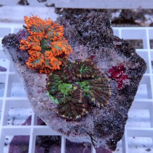 Bright orange and green zoanthid corals attached to a rock fragment on a white grid rack.
