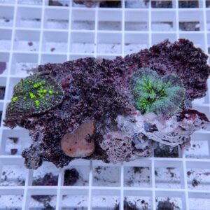 Fragment of live coral with bright green polyps on a rocky base resting on a white grid surface in an aquarium.