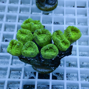 irm-b-1874 - AQUAGIFT 用品ショップ Bright green zoanthid coral polyps forming a crown on a rock plug in an aquarium setting.